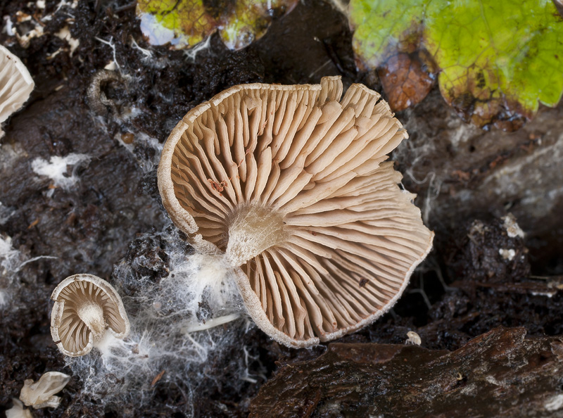 Entoloma byssisedum